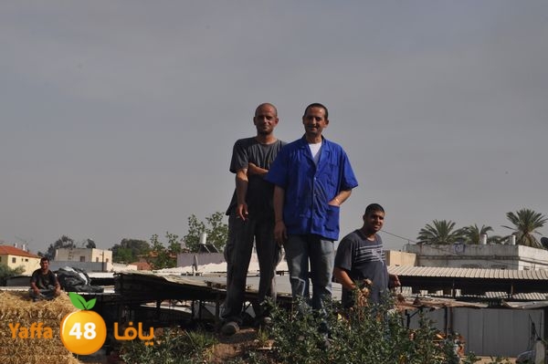 fireludkartoonmasna34 (14).JPG